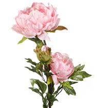 Peony - order by one